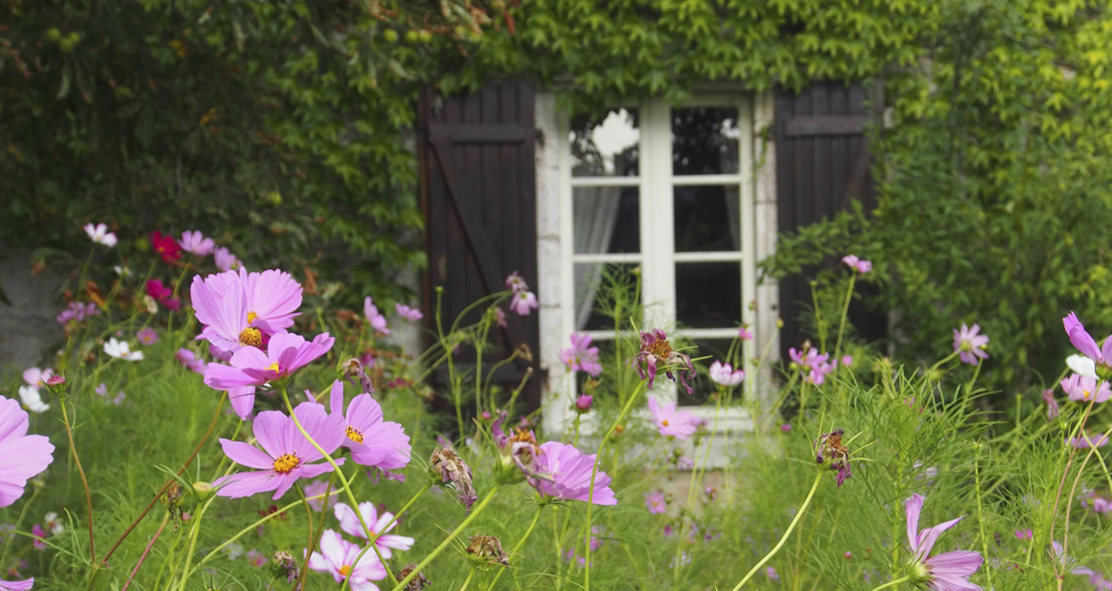 Mehr Biodiversität zu Hause – kleine Schritte, die wirklich etwas verändern