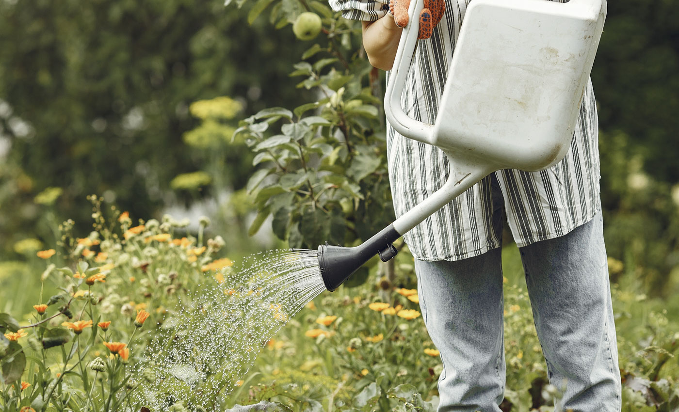 Eine Blumenwiese anlegen – kleine Fläche, große Wirkung für unsere Insekten