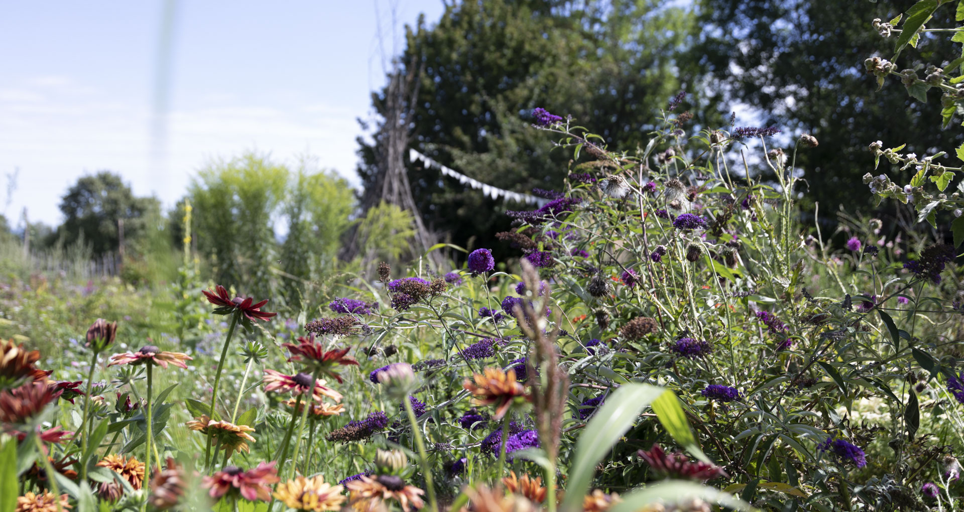Wie wir mit Blühwiesen und Insektenfängern die Natur schützen