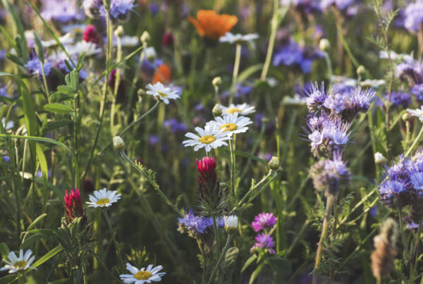 Bunte Sommerwiese mit Ringelblumen, Klee, Margariten
