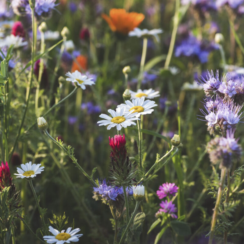 Bunte Sommerwiese mit Ringelblumen, Klee, Margariten