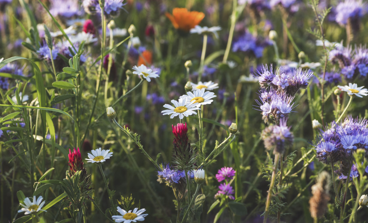 Blühende Landschaft für unsere Insekten