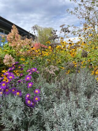 🍂 Herbst auf unserer Insektenschutzwiese🍂 Während der Wald in bunten Farben leuchtet, wird es auf unserer Insektenschutzwiese langsam eintöniger. Durch die sinkenden Temperaturen sind weniger Insekten unterwegs und für viele Pflanzenarten bedeutet der Herbst das Ende der Blütezeit. Aber wie überwintern Pflanzen? Einjährige Pflanzen wie zum Beispiel die Sonnenblume blühen nur einmal und sterben nach der Samenbildung ab. Den Winter überstehen diese Pflanzen somit als Samen. Mehrjährige Pflanzen überstehen den Winter als immergrüne Stauden oder in Überdauerungsorganen (Wurzeln/Rhizom, zurückgeschnittener Spross/Stamm).Jetzt heißt es abwarten, bis im Frühjahr wieder die ersten bunten Blumen sprießen!🌼Um euch den Sommer ein wenig zurückzubringen, schaut gerne unsere letzten Beiträge über unsere bunte Insektenschutzwiese an! Ihr findet sie unter #neherinsektenschutzwiese oder in unseren Highlights.💚#livbyneher #neher #neherinsektenschutz #insektenschutz #insektenfreunde #insektenretter #insektenliebe #artenvielfalt #neherinsektenschutzwiese #insektenschutzwiese #gartentipps #garten #wiese