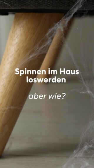 Spinnen in den eigenen vier Wänden? 🕷️Auch wenn die meisten von ihnen harmlos sind, niemand mag die kleinen Dreckmacher im Haus haben, oder?Mit dem Staubsauger loswerden? Bitte nicht!Saugst du die Spinne mit der höchsten Stufe auf, fliegt sie mit über 100 km/h durch das Staubsaugerrohr. Dabei wird das Tier mit voller Wucht gegen die Wände geschleudert. Das überlebt kaum eine Spinne und sie krabbelt bestimmt nicht wieder raus. Aber das ist für das Tier sehr qualvoll und man kann es ihm ersparen.Unsere Lösung: LIV Insektenfänger!Damit kannst du die Krabbler ganz einfach einfangen und nach draußen bringen – ohne ihnen zu nahe zu kommen!Warum das auch wichtig ist?Draußen geht es Spinnen besser, und sie leisten dort einen wichtigen Beitrag für unser Ökosystem. Hast du auch schon Erfahrungen mit LIV gemacht? Dann teile sie gerne in den Kommentaren. 👇🏻👇🏻👇🏻#livbyneher #neherinsektenschutz #spinne #insektenschutz #schönerwohnen #insektenfreundlich #tierfreundlich #nachhaltigkeitimalltag #fliegengitter