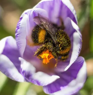 Bald ist Frühling – Zeit für die Hummelköniginnen! 
Anders als bei Honigbienen, wo einige Arbeiterinnen den Winter überleben, sterben bei den Hummeln im Herbst alle Tiere – bis auf die bereits begattete Jungkönigin. Sie ist die einzige Überlebende und macht sich im zeitigen Frühjahr auf die Suche nach einem Nistplatz. 
Anfangs zehrt die Königin noch von den Vorräten, die sie in ihrem Honigmagen gespeichert hat. Doch diese sind schnell aufgebraucht. Dann wird es kritisch: Ohne nektarspendende Blüten fehlt ihr die nötige Energie, um ein neues Hummelvolk zu gründen. Besonders bei schlechtem Wetter kann das gefährlich werden – es droht der Hungertod! 
✨ So kannst du helfen:
👉 Findest du eine erschöpfte Hummelkönigin auf dem Boden, hebe sie vorsichtig auf (mit den Händen oder einem Papier).
👉 Löse einen halben Teelöffel Zucker in lauwarmem Wasser auf.
👉 Biete ihr die Lösung mit einem Löffel an – ihr langer Saugrüssel nimmt die Energie dankbar auf! 
Mit dieser kleinen Geste rettest du nicht nur ein einzelnes Tier, sondern gleich eine ganze zukünftige Hummelkolonie! 🐝 
Teile diesen Tipp und werde Hummelretter!  #livbyneher #neherinsektenschutz #insektenschutz #artenvielfalt #naturschutz #insektenfreundlich #insektenfreundlichergarten #naturgarten