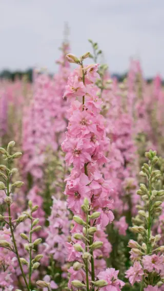 Blumenliebe zum Selbstaussäen 🌸
Du träumst von schönen Sträußen direkt aus deinem Garten? Unsere neue Slowflower Bouquet-Kollektion macht’s möglich! 💐  In liebevoller Handarbeit abgefüllt von der Saatgut-Manufaktur @erna.primula , enthält jedes Set 8 wunderschöne, duftende Blumensorten – perfekt für Schnittblumen und einfach im Anbau. 🌿  Mit dabei: Island-Mohn, Cosmea, Ringelblume, Kalifornischer Mohn, Chinesisches Vergissmeinnicht, Feld-Rittersporn, Jungfer im Grünen und Duft-Wicke.  🌱Samenfest
🌱Giftfrei angebaut und in Deutschland produziert 
🌱 Ideal für Einsteiger*innen
🌱Mit ausführlicher Anleitung
🌱Und: Jede Sorte einzeln verpackt – für echtes Unbox-Feeling!  Hol dir jetzt den Duft des Sommers nach Hause & lass deinen Garten erblühen.  #slowflower #saatgutliebe #blumengarten #livbyneher #neherinsektenschutz #insektenschutz #nachhaltiggärtnern #flowerpower #gartenfreude #garteninspiration #blumenglück
