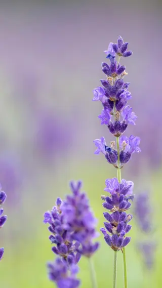 Früher fand ich ihn so altmodisch und wollte auf keinen Fall Lavendel im Garten haben. Heute summt mein Garten – und ich liebe es.💜 Pflegeleicht💜 Duftet himmlisch💜 Ein Paradies für Insekten🌱 Wer von euch hat’s auch spät zu schätzen gelernt?#livbyneher #neherinsektenschutz #insektenschutz #lavendel #lavendelblüten #garteninspiration #Insektenfreundlich #naturgarten #bienenparadies #beforeandaftergarden