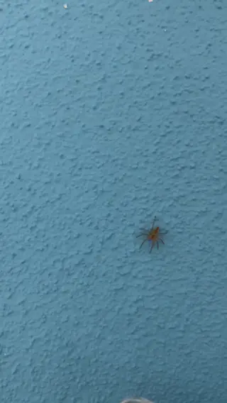 Wenn dir ein fairer Umgang mit Tieren wichtig ist und du Spinnen lieber ruhig als hektisch nach draußen bringst, dann ist LIV genau dafür gemacht. Mit unserem tierfreundlichen Insektenfänger klappt das sanft, kontrolliert und ohne ihnen zu schaden.Für ein Zuhause, in dem man sich wohlfühlt – auch wenn mal jemand nur kurz zu Besuch ist. 🕷️💚Den LIV Insektenfänger findest du über den Link in unserer Bio.#livbyneher #spinnenimhaus #mamaalltag #achtsamkeitimalltag #nachhaltigzuhause