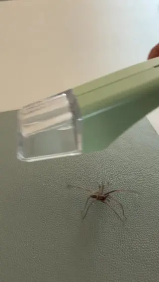 Wenn dir wichtig ist, mit kleinen Gästen ruhig und respektvoll umzugehen, ist LIV eine einfache Lösung für den Alltag. Mit unserem tierfreundlichen Insektenfänger kannst du Spinnen sanft aufnehmen und sicher nach draußen bringen – ganz ohne ihnen zu schaden.Entdecke LIV über den Link in unserer Bio und schaffe dir ein Zuhause, in dem sich alle wohlfühlen dürfen – auch die, die nur kurz vorbeischauen. 🕷️💚#livbyneher #mamatipps #mamaalltag #insektenschutz #achtsamkeitimalltag