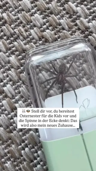 So bringst du sie entspannt raus ↓Du bereitest liebevoll die Osternester für deine Kinder vor. Zwischen Deko, Körbchen und kleinen Überraschungen - alles bereit für diesen einen Moment am Morgen. 🐣Und dann huscht sie plötzlich durchs Bild – quer über den Boden, als würde sie einfach mal schauen, was hier los ist: die Hausspinne.So sehr du den Oster-Moment liebst, gehört die Spinne trotzdem nicht dazu. Und genau dann willst du eine Lösung, die sich gut anfühlt: ohne Hektik, ohne schlechtes Gewissen und ohne großes Drama.Mit unserem tierfreundlichen Insektenfänger LIV bringst du sie sanft nach draußen und kannst dein Zuhause genau so genießen, wie du es dir vorgestellt hast. 🤍🕷️👉🏼 Wenn du deine Ruhe behalten willst, aber nicht die Mitbewohner, klick auf den Link in unserer Bio und hol dir deinen LIV für 15,90€.#livbyneher #insektenschutz #insektenfreundlich #tierfreundlich #achtsamkeitimalltag