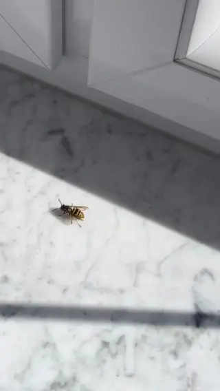 Plötzlich kommt eine Wespe reingeflogen und dreht erstmal eine kleine Erkundungsrunde, als würde sie kurz checken, ob es sich hier lohnt zu bleiben.💡 Was viele nicht wissen: Wespen sind im Frühling ziemlich nützlich und helfen, andere Insekten in Balance zu halten.Und auch wenn sie innerlich wahrscheinlich denkt „Ich bleib nur kurz“, möchtest du sie trotzdem lieber entspannt wieder nach draußen begleiten. Mit LIV klappt das ganz unkompliziert und ohne Hektik.Klick auf den Link in unserer Bio und mach dein Zuhause zu einem Ort, der sich gut anfühlt - auch wenn mal jemand kurz vorbeischaut. 🐝#livbyneher #insektenschutz #insektenfreundlich #tierfreundlich #achtsamkeitimalltag