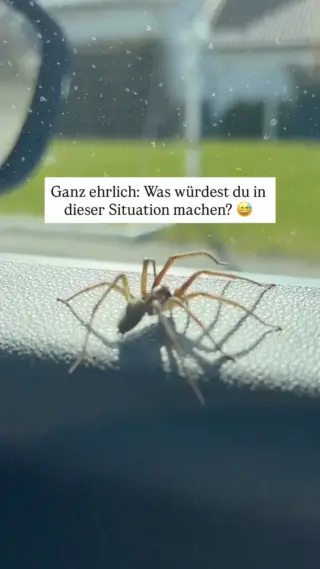 Es gibt genau 2 Arten von Menschen:Die einen bleiben in solchen Momenten erstaunlich gelassen, fahren weiter und denken sich „passt schon“… und die anderen steigen innerlich sofort aus (ich gehöre zur zweiten Kategorie). 😅Es passiert innerlich so viel gleichzeitig, auch wenn man nach außen noch versucht, ruhig zu bleiben. Du überlegst kurz, ob du einfach weiterfährst, ob sie sich vielleicht nicht bewegt… und gleichzeitig geht dein Kopf schon alle Szenarien durch, die absolut keinen Sinn machen, sich aber trotzdem sehr real anfühlen. 🫣Wenn du dich auch eher bei Team „Ich bin sofort raus hier“ einordnen würdest, dann bist du auf unserem Profil genau richtig - folg @livbyneher für entspannte Lösungen bei diesen kleinen Schreckmomenten.#livbyneher #insektenschutz #insektenfreundlich #tierfreundlich #achtsamkeitimalltag
