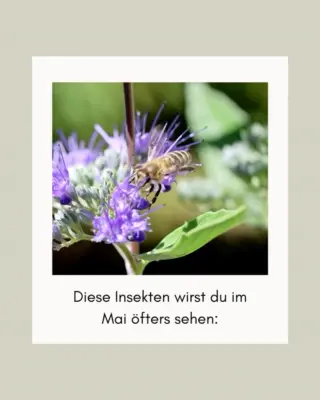 Diese Insekten wirst du im Mai öfter sehen ↓Der Frühling bringt wieder Leben nach draußen und mit ihm einige kleine Besucher, die mehr können, als man denkt:🪲 Maikäfer: wirkt vielleicht etwas tapsig, hilft aber dabei, Pflanzenreste im Boden zu zersetzen und den Kreislauf der Natur am Laufen zu halten.🐝 Biene: bestäubt Pflanzen und sorgt dafür, dass viele unserer Lebensmittel überhaupt wachsen können.🦋 Zitronenfalter: einer der ersten Schmetterlinge im Jahr und wichtig für die Bestäubung vieler Frühblüher.🐞 Marienkäfer: frisst Blattläuse und schützt damit ganz natürlich unsere Pflanzen.🐜 Ameise: lockert den Boden, verteilt Samen und trägt dazu bei, dass Pflanzen besser wachsen können.Diese kleinen Besucher haben eine wichtige Aufgabe, auch wenn wir sie nicht unbedingt im Wohnzimmer treffen möchten.Wenn sich doch mal jemand nach drinnen verirrt, findest du über den Link in unserer Bio eine ruhige Lösung, um sie wieder nach draußen zu begleiten. 🤍#livbyneher #insektenschutz #insektenfreundlich #tierfreundlich #achtsamkeitimalltag