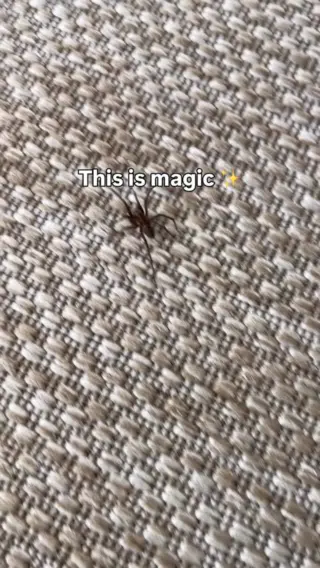 Wenn du dein Zuhause ruhig und bewusst gestalten möchtest, auch dann, wenn sich mal ein kleiner Besucher hineinverirrt, brauchst du eine Lösung, die sich für dich richtig anfühlt.Mit LIV kannst du Spinnen sanft aufnehmen und ganz entspannt nach draußen begleiten, ohne Stress und ohne ihnen zu schaden. Es ist einfach, unkompliziert und im Einklang mit dem, was dir wichtig ist.So entsteht ein Zuhause, das sich gut anfühlt, für dich und für alle, die nur kurz vorbeischauen.Klick auf den Link in unserer Bio und hol dir deinen LIV Insektenfänger. 🕷️🤍#livbyneher #insektenschutz #insektenfreundlich #tierfreundlich #achtsamkeitimalltag
