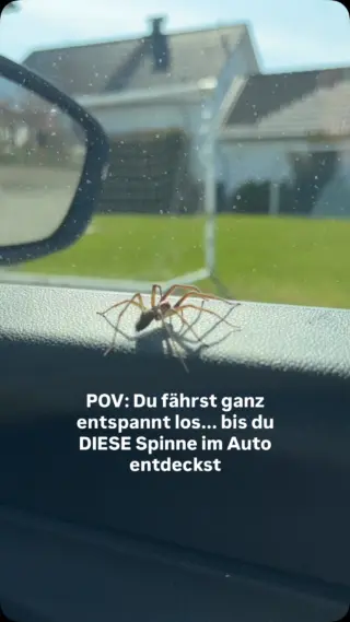 Keine Panik ↓Auch wenn eine Spinne auf der Beifahrerseite während der Fahrt wirklich nach absolutem Horrorfilm klingt. 😭🕷️Gerade im Sommer verirren sich kleine Besucher schnell mal ins Auto, vor allem wenn Fenster offen stehen oder das Auto länger draußen parkt.Was helfen kann: 👉🏼 Fenster nicht unnötig lange offen lassen👉🏼 Keine Decken, Taschen oder Kartons lange im Auto liegen lassen👉🏼 Das Auto regelmäßig aussaugen & auslüften👉🏼 Auf natürliche Düfte wie Lavendel oder Zitrone setzen, die viele Insekten eher meidenUnd falls sich doch mal jemand hineinverirrt: ruhig bleiben. Mit LIV kannst du kleine Besucher ganz entspannt und tierfreundlich wieder nach draußen begleiten, ohne Chaos im Auto.Folg @livbyneher für mehr einfache Tipps rund um ein entspanntes Zuhause & stressfreie Sommermomente.#livbyneher #insektenschutz #insektenfreundlich #tierfreundlich #achtsamkeitimalltag