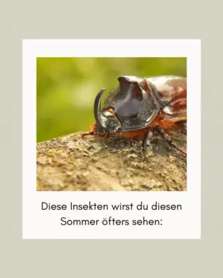 Diese Insekten wirst du ab sofort öfter sehen ↓Mit den warmen Tagen wird es draußen wieder lebendig und plötzlich begegnen uns wieder kleine Besucher, die viel faszinierender sind, als man im Alltag oft denkt:🦗 Heuschrecke: gehört zu warmen Sommerabenden einfach dazu und ist ein wichtiger Teil vieler natürlicher Lebensräume.🪻 Libelle: sieht nicht nur wunderschön aus, sondern hilft auch dabei, andere kleine Insekten wie Mücken zu regulieren.🪲 Rosenkäfer: schimmert metallisch grün und ist besonders oft auf Blüten und in Gärten zu sehen.🦋 Tagpfauenauge: einer der auffälligsten Schmetterlinge im Sommer und wichtig für die Bestäubung vieler Pflanzen.🦟 Stechmücke: auch wenn sie nicht besonders beliebt ist, dient sie vielen Tieren als wichtige Nahrungsquelle.🪲 Nashornkäfer: einer der beeindruckendsten Käfer Deutschlands und trotz seiner Größe vollkommen harmlos.Viele dieser kleinen Sommerbesucher gehören ganz selbstverständlich zur Natur dazu, auch wenn wir sie nicht unbedingt im Wohnzimmer treffen möchten.Wenn sich doch mal jemand nach drinnen verirrt, findest du über den Link in unserer Bio eine ruhige Lösung, um ihn wieder nach draußen zu begleiten. 🤍#livbyneher #insektenschutz #insektenfreundlich #tierfreundlich #achtsamkeitimalltag