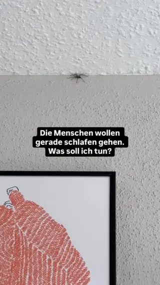 Es ist wirklich faszinierend, wie eine einzige kleine Spinne es schaffen kann, dass man plötzlich jede Ecke im Schlafzimmer scannt. 😅🕷️Gerade abends fühlt sich alles direkt doppelt schlimm an: Das Licht ist aus, man ist müde… und plötzlich reicht ein kleiner Schatten an der Wand, damit der entspannte Abend vorbei ist.Und obwohl wir rational wissen, dass die meisten Spinnen harmlos sind, läuft innerlich trotzdem sofort dieses Kopfkino ab.Wenn du solche Momente kennst und dir eine ruhige Lösung wünschst, statt hektisch mit Glas und Papier durchs Schlafzimmer zu laufen, dann bist du hier genau richtig - folg @livbyneher 🫶🏼#livbyneher #insektenschutz #insektenfreundlich #tierfreundlich #achtsamkeitimalltag