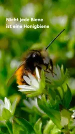 Nicht jede Biene ist eine Honigbiene.Und genau das macht die Welt der Insekten so faszinierend.In Deutschland leben über 580 Wildbienenarten – die meisten davon ganz still und fast unbemerkt. Sie nisten in Erde, Pflanzenstängeln oder altem Holz und leisten jeden Tag etwas Wertvolles für unsere Natur: Sie bestäuben Obstbäume, Wildblumen und vieles von dem, was unseren Sommer so lebendig macht.Was viele nicht wissen: Für Wildbienen können gerade die kleinen, natürlichen Ecken wertvoll sein, die wir im Garten oft zu schnell aufräumen. Trockene Stängel, alte Halme oder ein Stück unveränderte Natur können ihnen als Lebensraum dienen.Vielleicht ist das auch eine schöne Erinnerung daran, draußen nicht immer alles perfekt machen zu müssen.Welches Insekt würdet ihr gerne einmal näher kennenlernen? Schreibt es uns in die Kommentare oder speichert euch den Beitrag für später.#livbyneher #neherinsektenschutz #wildbiene #insektenwissen #artenvielfalt biodiversität naturverbunden