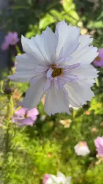 Wenn der Sommer ein bisschen bleiben darf.Heute Morgen im Garten: sonnige Wärme, ein leichter Wind und die wunderschönen Cosmeen, die sich ganz sanft bewegt haben. Solche ruhige Momente genießen wir gerade besonders, bevor der Spätsommer langsam in den Herbst übergeht.Die Blumen sind übrigens aus der Saatgut-Kollektion Slowflower Bouquet, die ihr bei uns im Shop findet.Welche Blume blüht bei euch gerade noch? Schreibt es uns in die Kommentare.#livbyneher #neherinsektenschutz #artenvielfalt #gartentipps #slowflowers